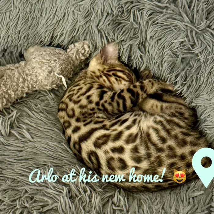 Silverlilly’s Bengals Picture 7