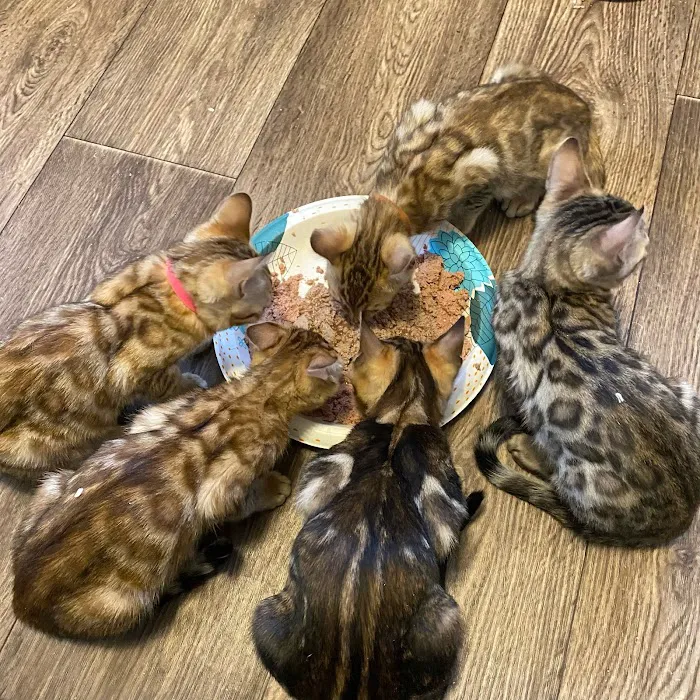 Silverlilly’s Bengals Picture 8