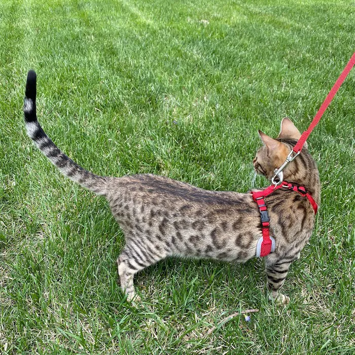 Silverlilly’s Bengals Picture 9