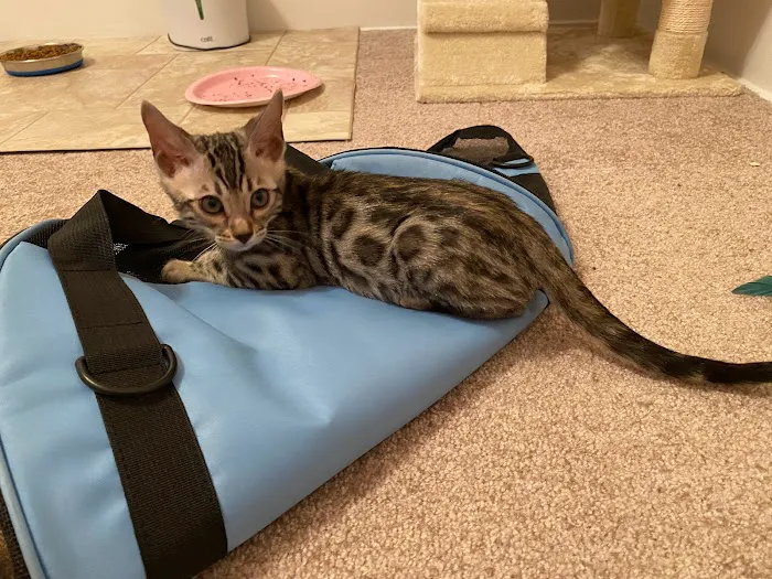 Silverlilly’s Bengals Picture 10