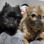 State Line Animal Hospital