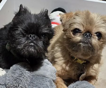 State Line Animal Hospital