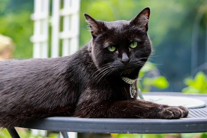 State Line Animal Hospital Picture 3