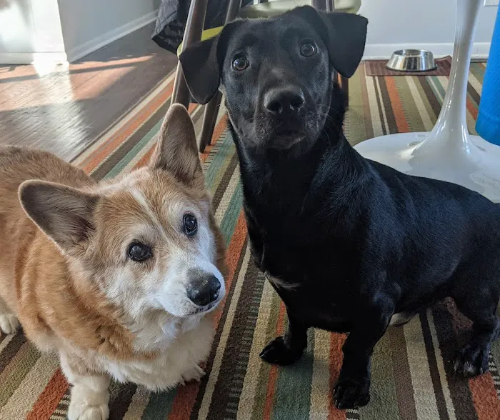 State Line Animal Hospital Picture 7