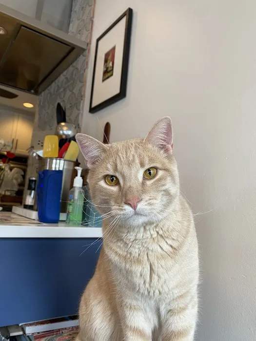 State Line Animal Hospital Picture 8