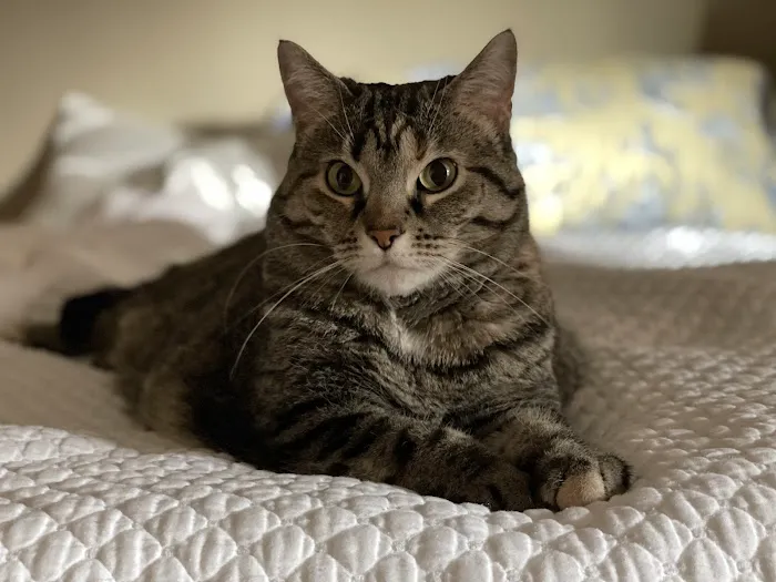 State Line Animal Hospital Picture 9