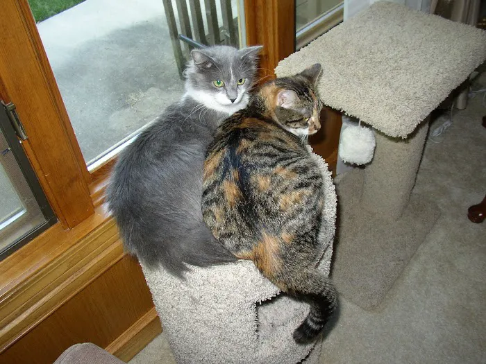 State Line Animal Hospital Picture 10