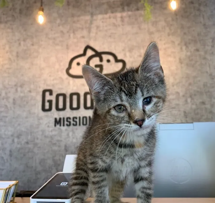 GoodVets Overland Park Leawood Picture 1