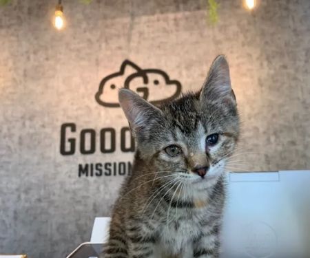 GoodVets Overland Park Leawood