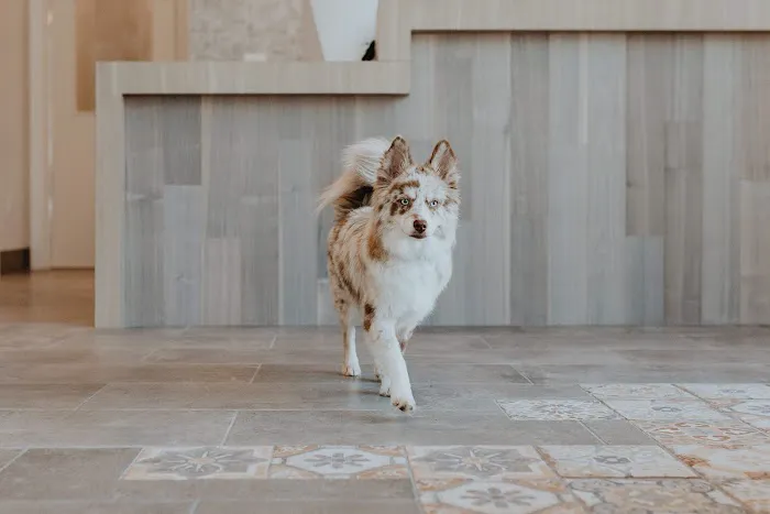 GoodVets Overland Park Leawood Picture 6