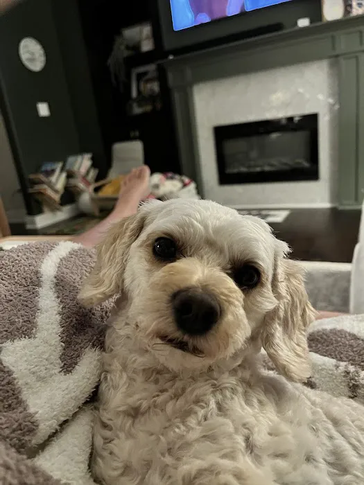 Phoenix Veterinary Surgical Specialists Picture 3