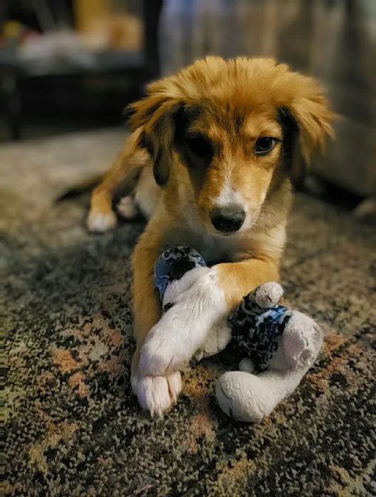 Phoenix Veterinary Surgical Specialists Picture 1