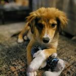 Phoenix Veterinary Surgical Specialists