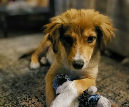 Phoenix Veterinary Surgical Specialists