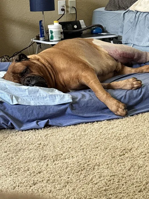 Phoenix Veterinary Surgical Specialists Picture 4