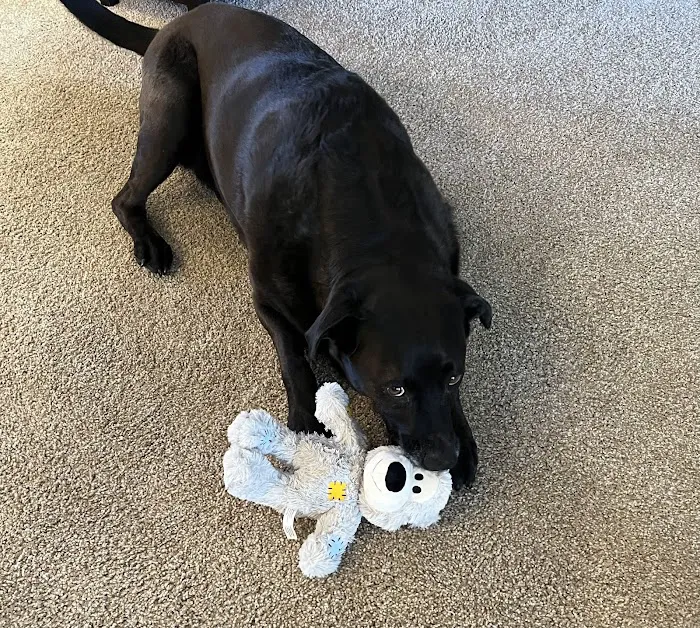 Phoenix Veterinary Surgical Specialists Picture 6