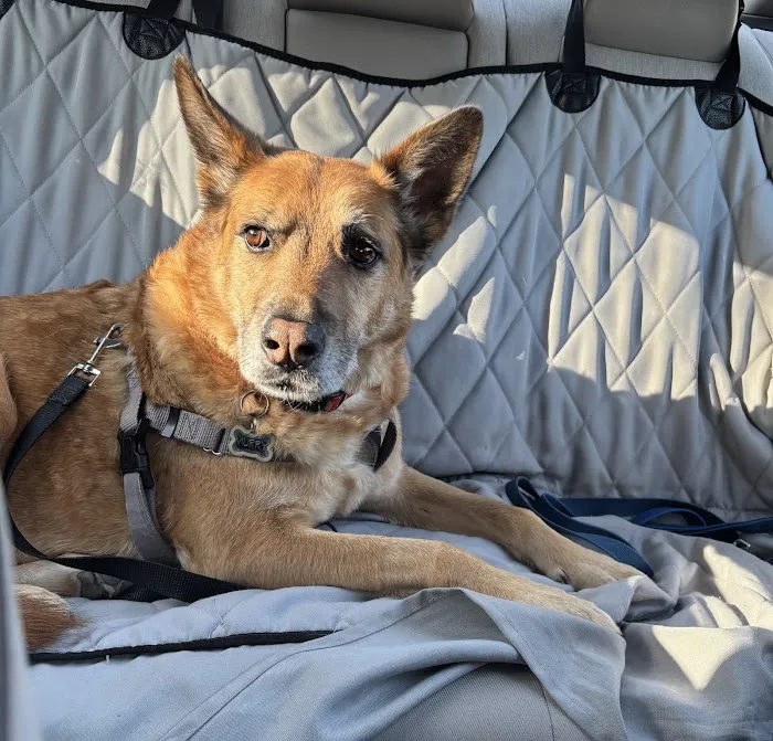 Phoenix Veterinary Surgical Specialists Picture 5