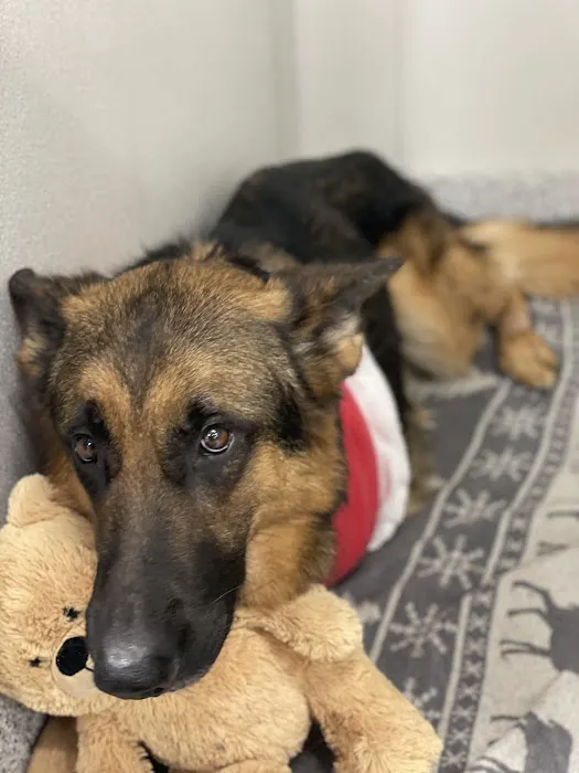 Phoenix Veterinary Surgical Specialists Picture 8