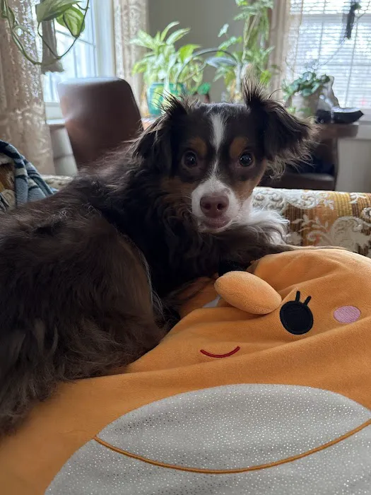 Phoenix Veterinary Surgical Specialists Picture 9