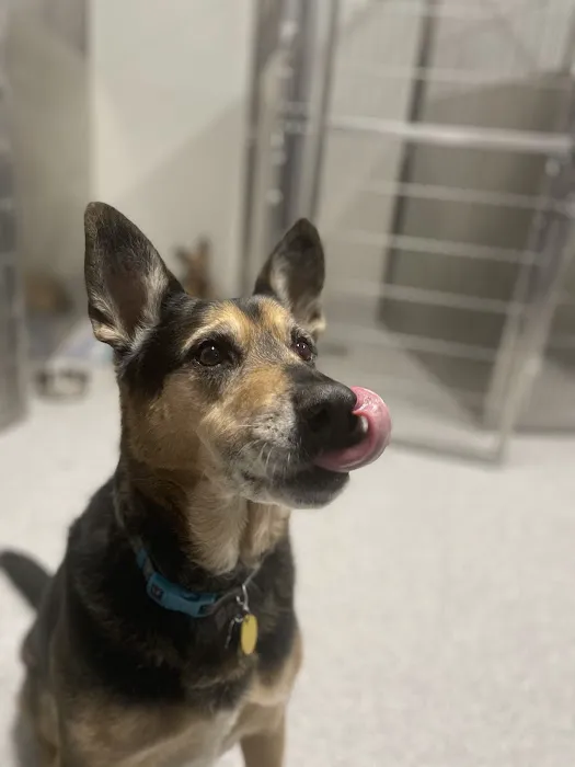 Phoenix Veterinary Surgical Specialists Picture 7