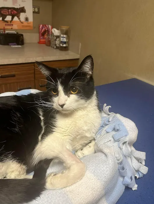 AcuteVet - Veterinary Urgent Care Clinic of Overland Park Picture 3