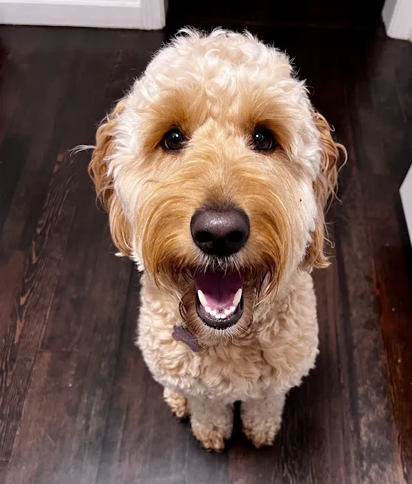 AcuteVet - Veterinary Urgent Care Clinic of Overland Park Picture 2