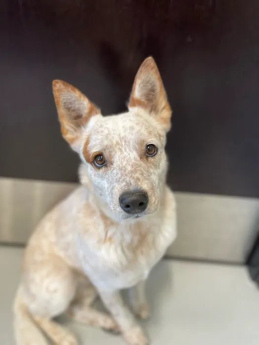 AcuteVet - Veterinary Urgent Care Clinic of Overland Park Picture 1