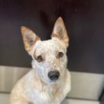 AcuteVet - Veterinary Urgent Care Clinic of Overland Park