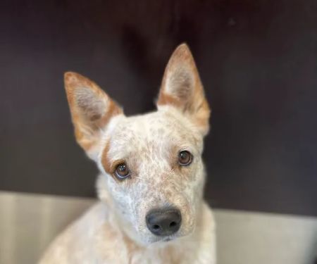 AcuteVet - Veterinary Urgent Care Clinic of Overland Park