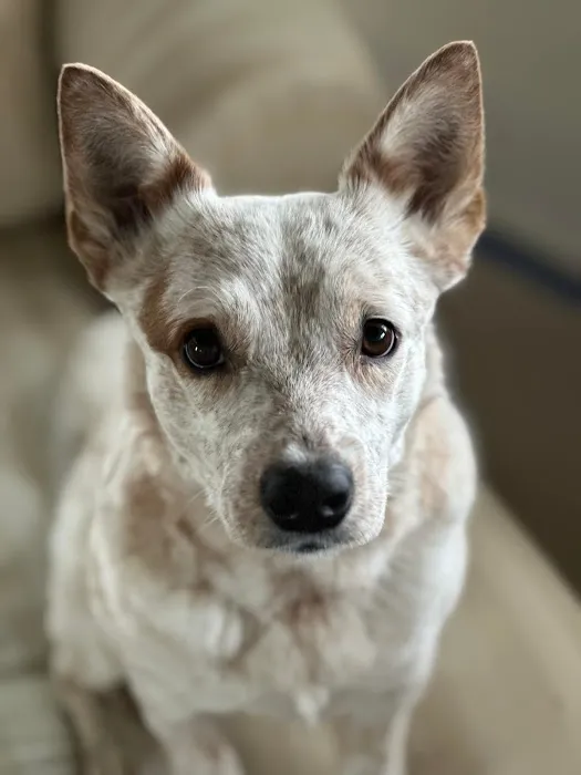 AcuteVet - Veterinary Urgent Care Clinic of Overland Park Picture 4