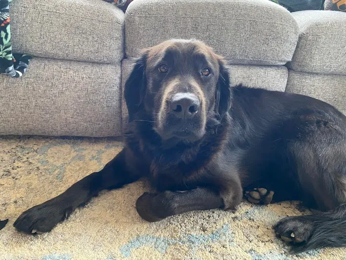 AcuteVet - Veterinary Urgent Care Clinic of Overland Park Picture 8