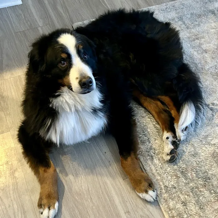 Fox Hill Veterinary Clinic Picture 5