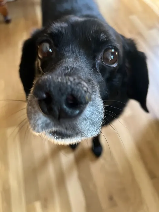 Fox Hill Veterinary Clinic Picture 9