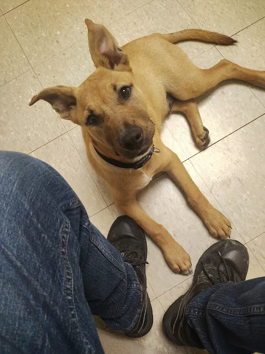 Camelot Court Animal Clinic Picture 3