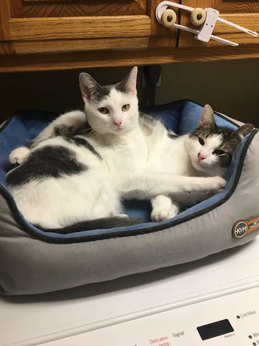 Camelot Court Animal Clinic Picture 2