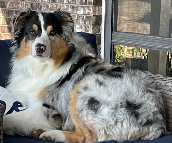 Camelot Court Animal Clinic Picture 4