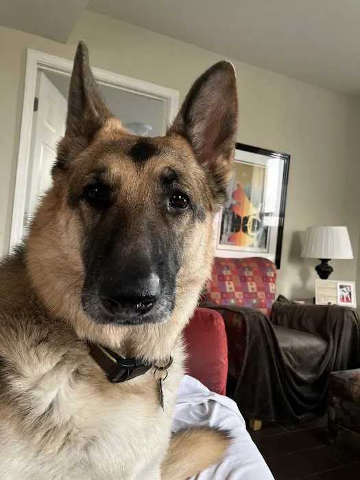 Camelot Court Animal Clinic Picture 6