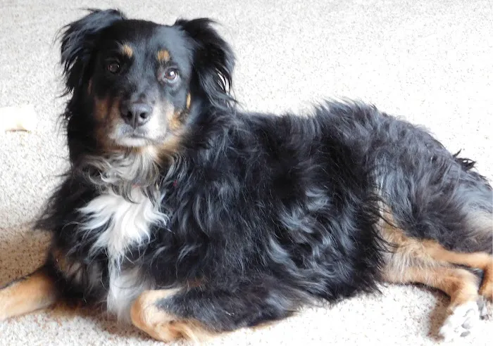 Camelot Court Animal Clinic Picture 7