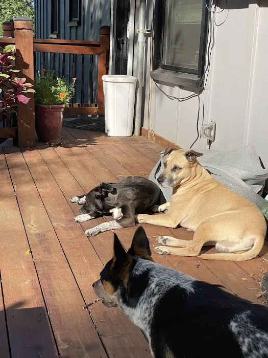 Camelot Court Animal Clinic Picture 9