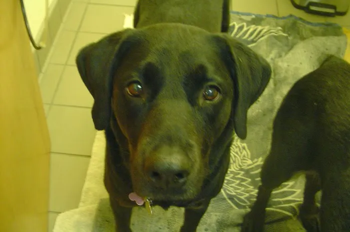 Hawthorne Animal Hospital Picture 7