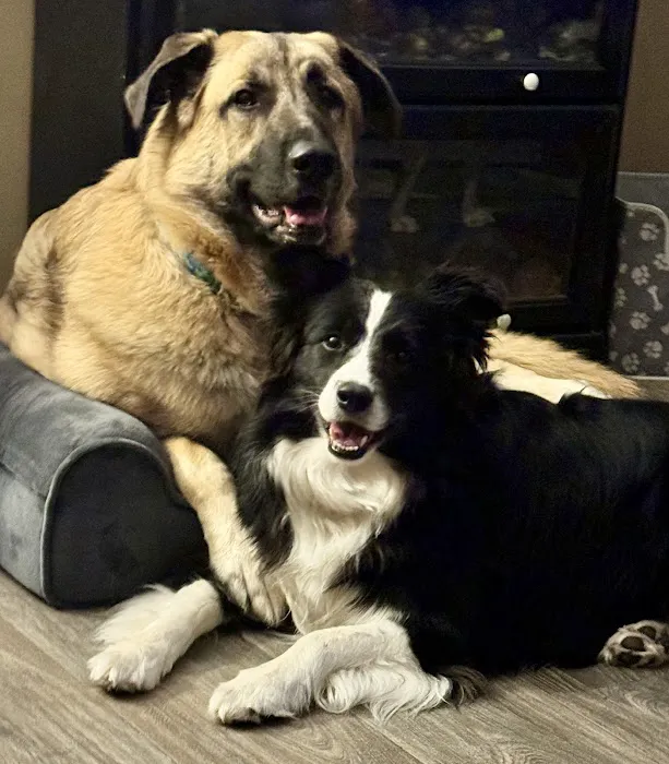 Mission Road Animal Clinic Picture 1