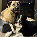 Mission Road Animal Clinic