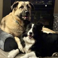 Mission Road Animal Clinic ico