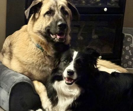 Mission Road Animal Clinic