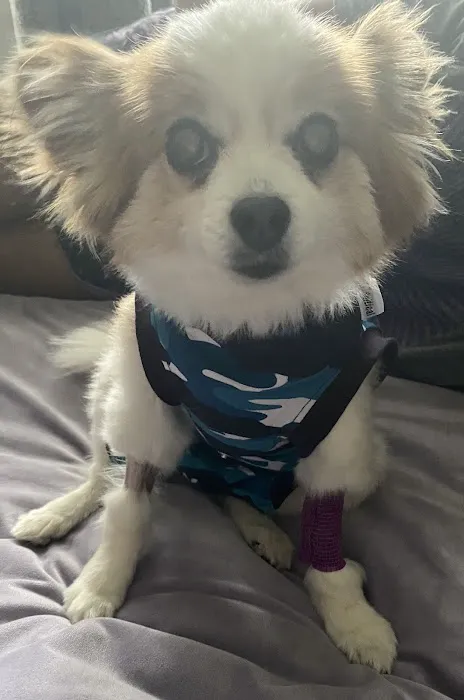 Mission Road Animal Clinic Picture 6