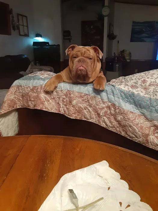 Animal Medical Center PC Picture 2