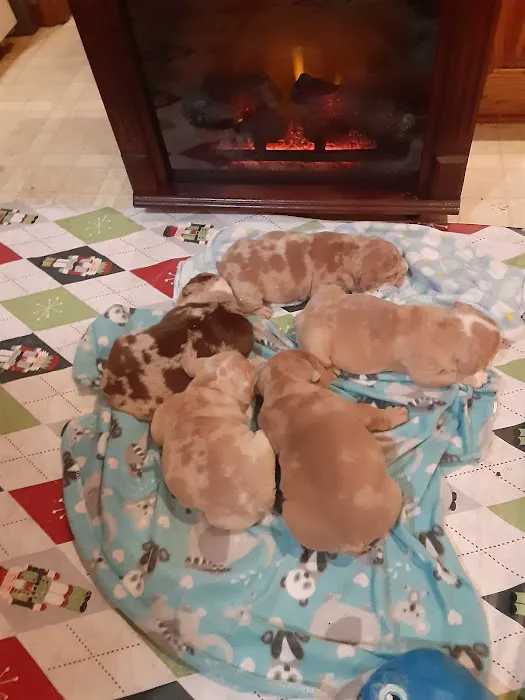 Animal Medical Center PC Picture 1