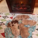 Animal Medical Center PC