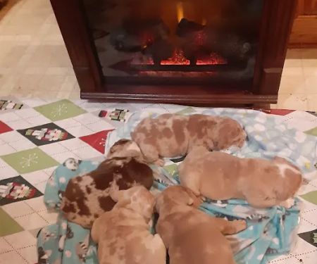 Animal Medical Center PC