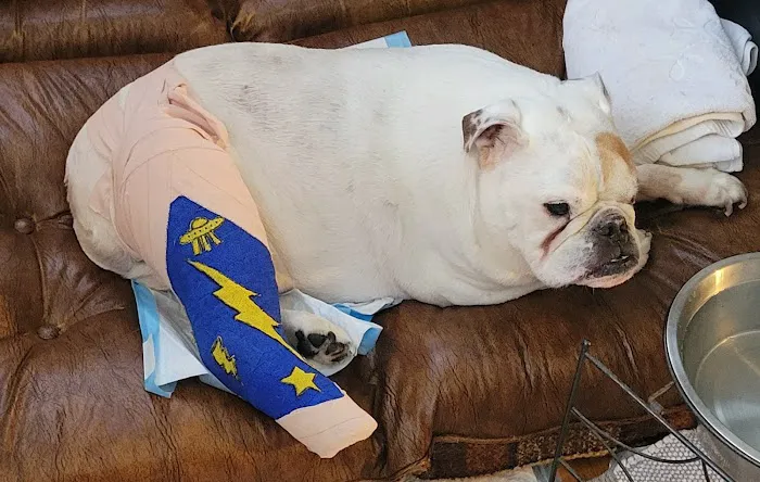 Animal Medical Center PC Picture 3